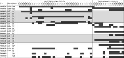 Identification of Novel Phage Resistance Mechanisms in Campylobacter jejuni by Comparative Genomics